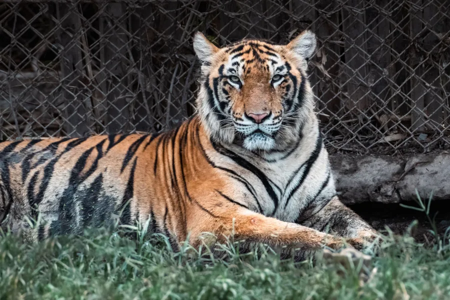Tiger experience in Thailand