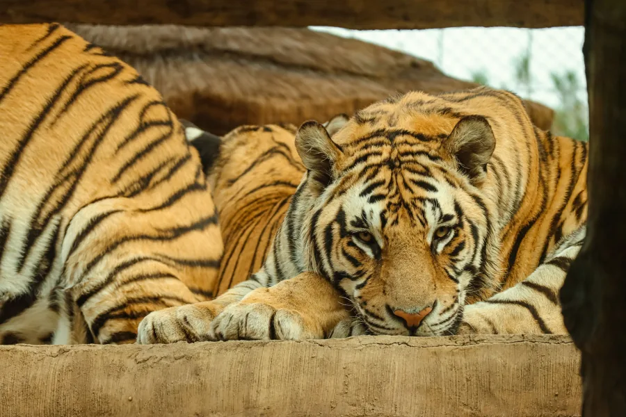 Tigers at Safari World Bangkok