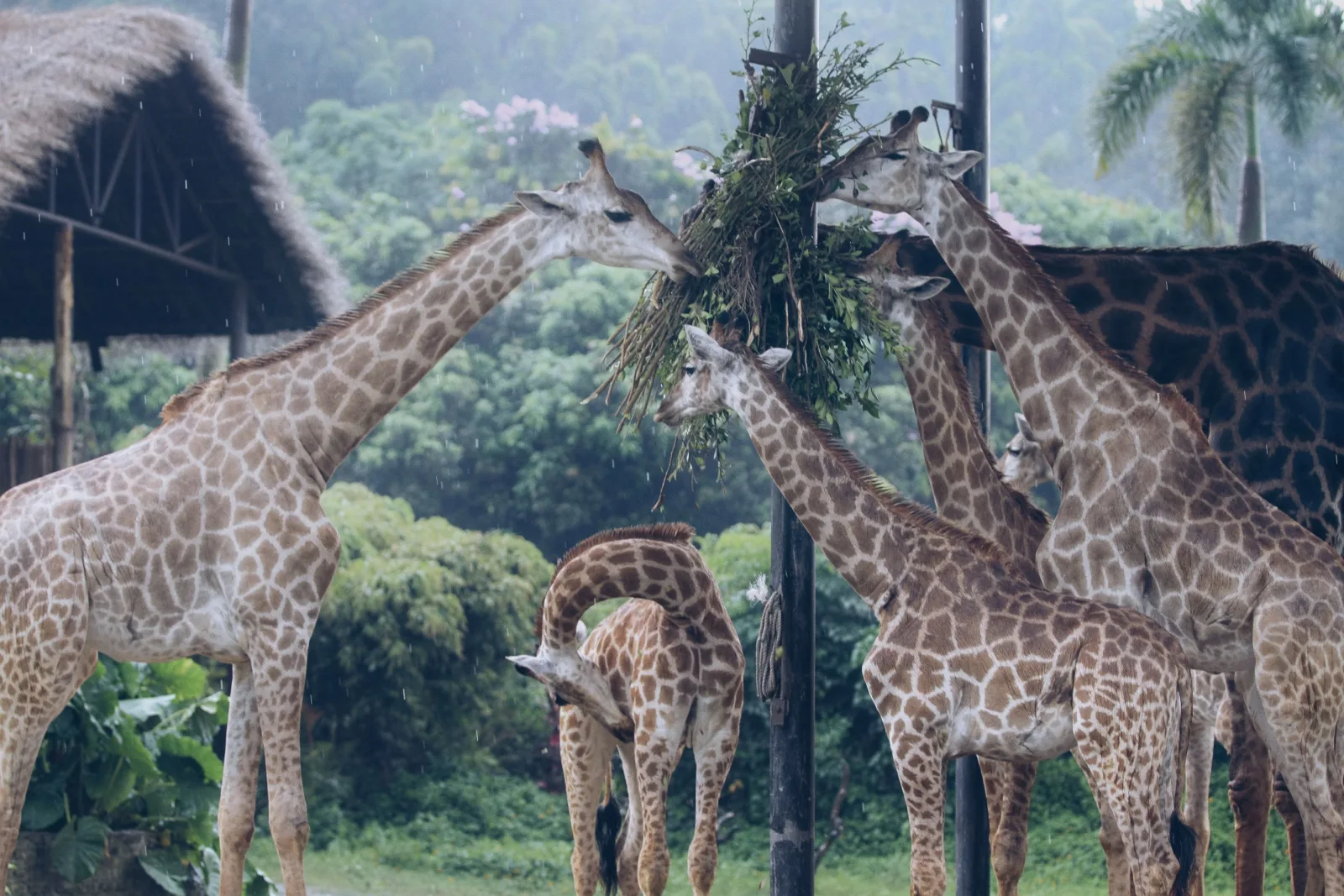 Giraffe herd at Safari World Bangkok
